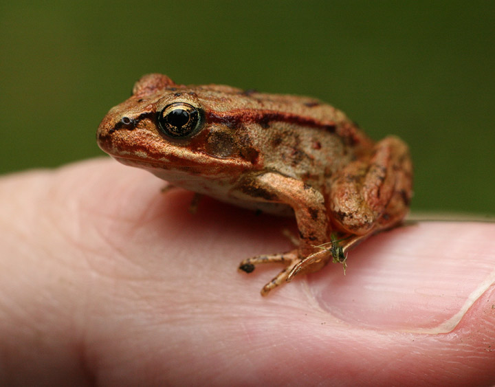 Tiny Frog Sits On My Thumb