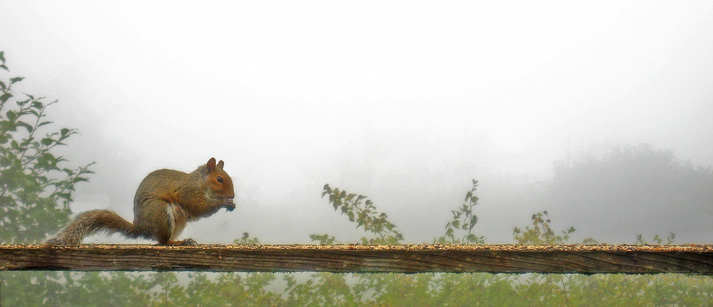 Foggy Morning Squirrel