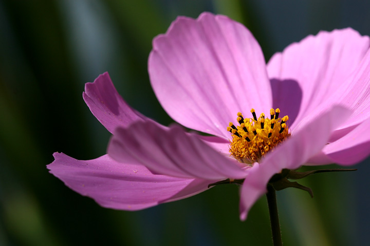 Cosmos In Pink