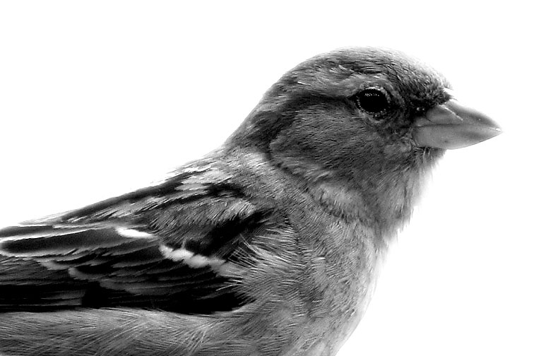 Sparrow In Black And White