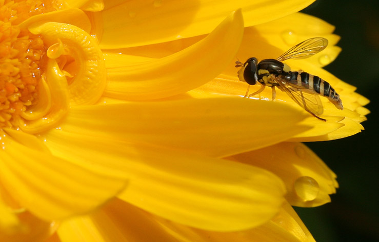 Hoverfly Haven