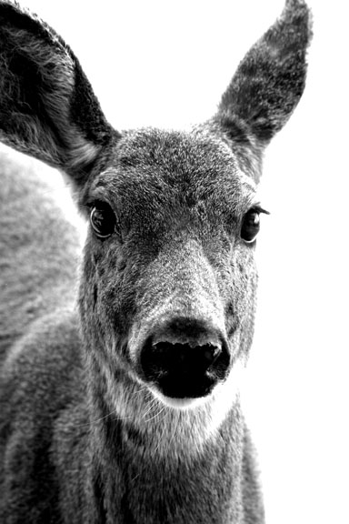 Deer Closeup.B&W