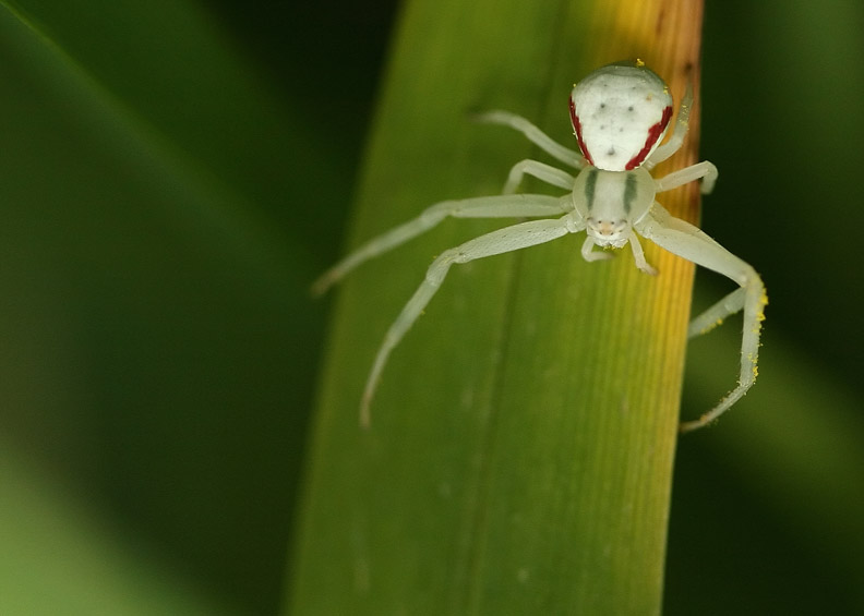 Crab Spider In Green and Red
