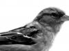Sparrow In Black And White