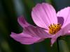 Cosmos In Pink