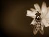 Hover Fly, Antiqued